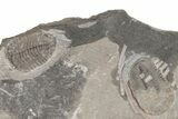 Ordovician Trilobite Mortality Plate (Pos/Neg) - Morocco #194174-3